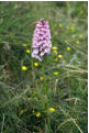 Orchid near Blackwaterfoot