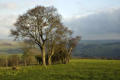 Trees and the Teme valley