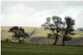 Trees on the Rhoshay ridge