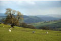 Sheep in the fields, Rhoshay