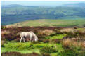 Pony on the Mynd