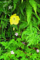 Welsh poppy in the lane, Bridges