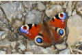 Peacock on the path