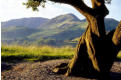 Twisted tree by the shore, Buttermere