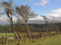 Windswept trees on Cefns Ridge