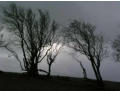 Windswept trees