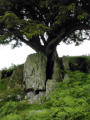 Tree growing in rock