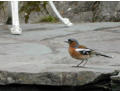 Feathered customer, the pub, Elterwater