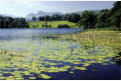 Loughrigg Tarn - view to the Langdale Pikes