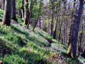 Bluebell woods on the scarp