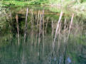 Fishpool reflections