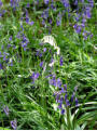 White bluebell in the woods