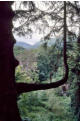 Tree near Aira Force