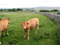 Bovine observers beside the lane to Alum Pot