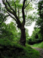 Tree, Flinter Gill