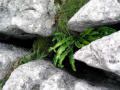 Clints, gryke and hart's tongue fern, Middle Washfold