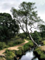 Burbage Brook, above the woods