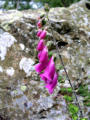 The ubiquitous foxglove beside Ullswater