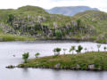 Trees on the island, Angle Tarn