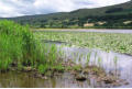 Reeds and waterlilies, Semer Water