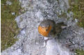 Cheeky robin, on the path up the Gill