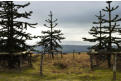 Atop the ridge - Monkey Puzzle trees!