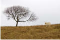 On Hergest Ridge - tree and sheep