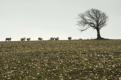 Sheepy stampede - is it something in the turnips?