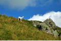 Lamb on the ridge