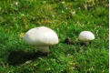 A field day for mushrooms