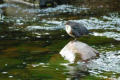 The dipper, Breamish