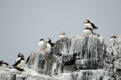 Puffins on the rocks