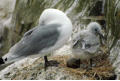 Kittiwake, with young and egg