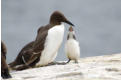 Guillemot &amp; young