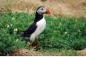 Puffin amongst the burrows