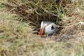Puffin in its burrow