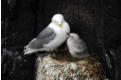 Kittiwake and young