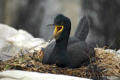 Shag on its nest