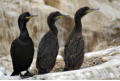 Trio of shags