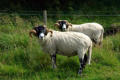 Tups beside the Coquet