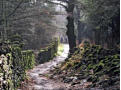 Path in the woods