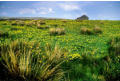 Barn and buttercups, Winterscales