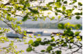 Through the leaves, Ullswater