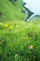 Looking back - wild flowers, Lealt