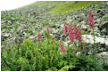 Foxgloves beside Loch Sneosdal