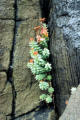 Plant life amid the crags of Camus Mor