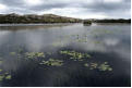 Peaty pool and water lilies