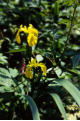 Yellow Flag Iris, Talisker