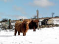 Hielan Coos - well suited to the conditions on the Stiperstones