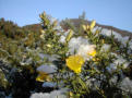 ...snow-sprinkled gorse...